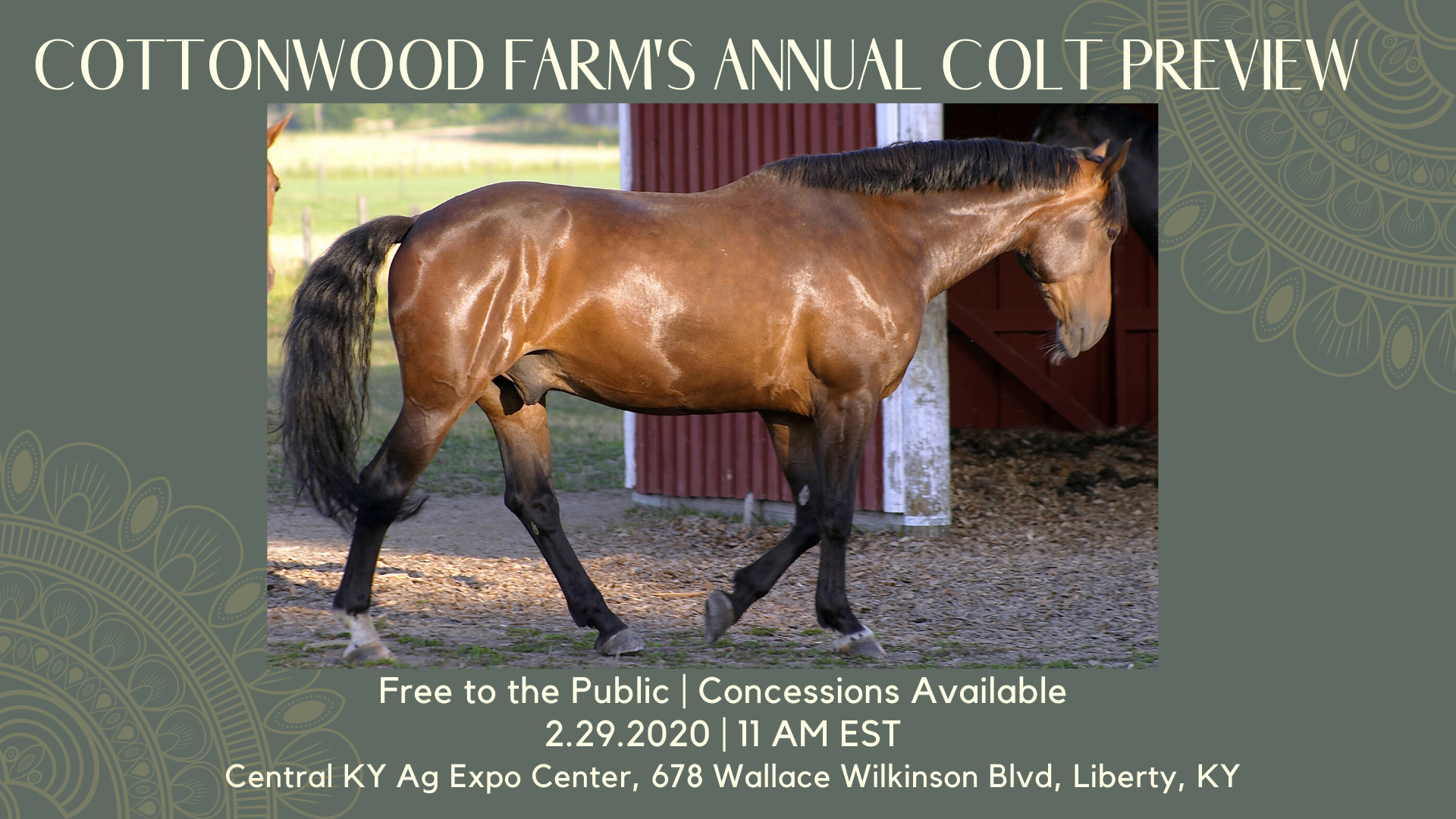 Cottonwood Farms Annual Walking Horse Colt Preview